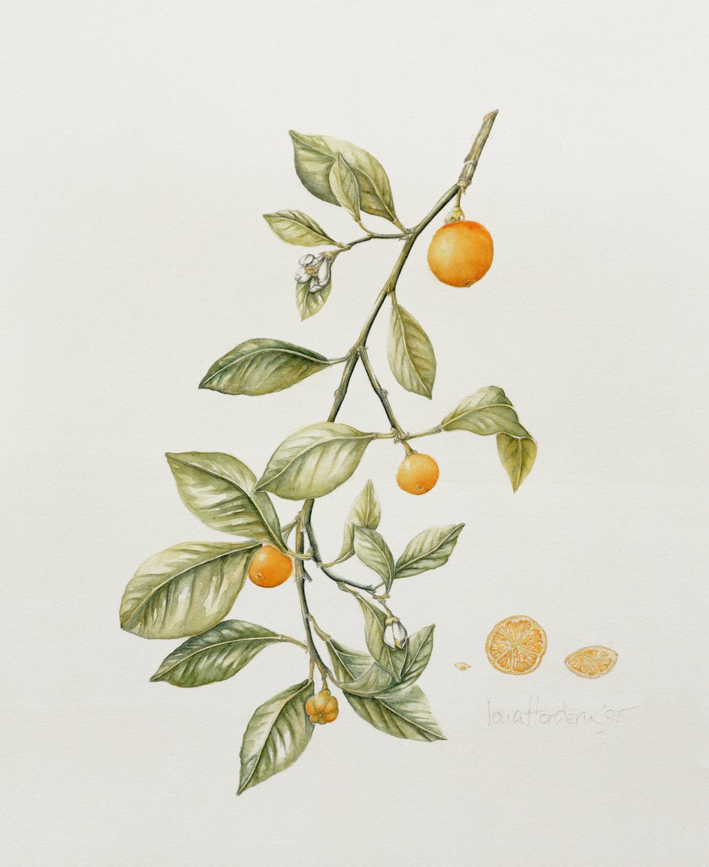 Ornamental Orange, 1995 by Iona Hordern
