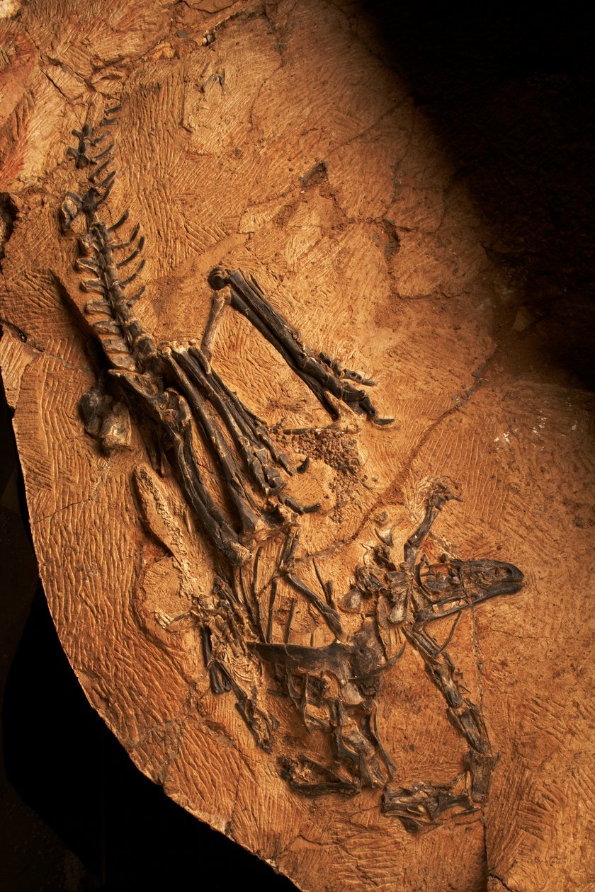 A Toothless Ceratosaur at the Institute of Vertebrate Paleontology and Paleoanthropology in Xiaotangshan, North Beijing, China by Ira Block