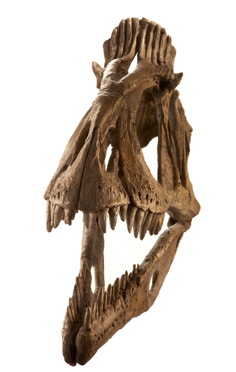 Cryolophosaurus Cast at Augustana College, Rock Island, Illinois by Ira Block