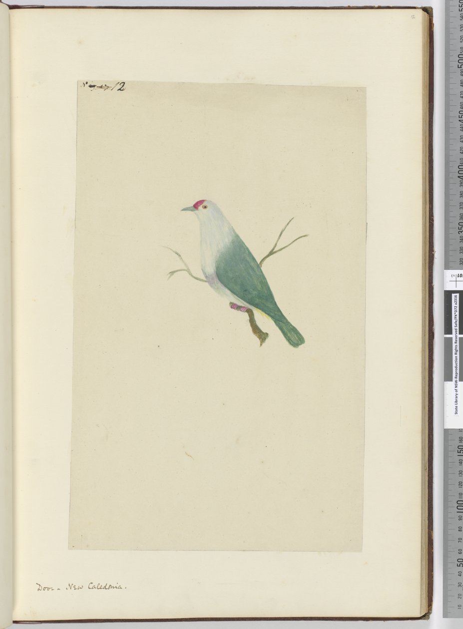 Dove. New Caledonia, 1772-75 by Isaac Smith