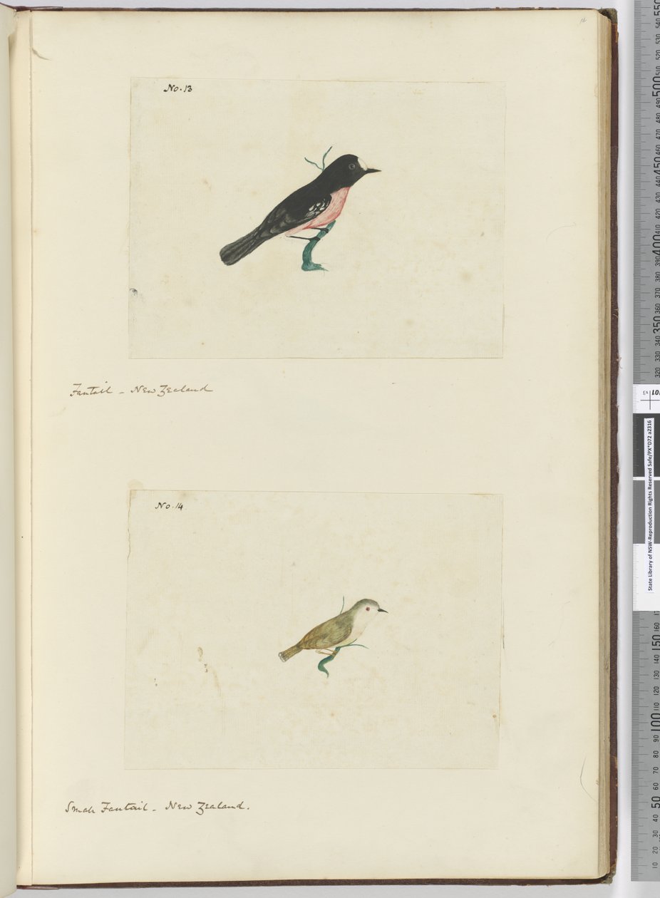 Fantail. New Zealand  Small Fantail. New Zealand, 1772-75 by Isaac Smith
