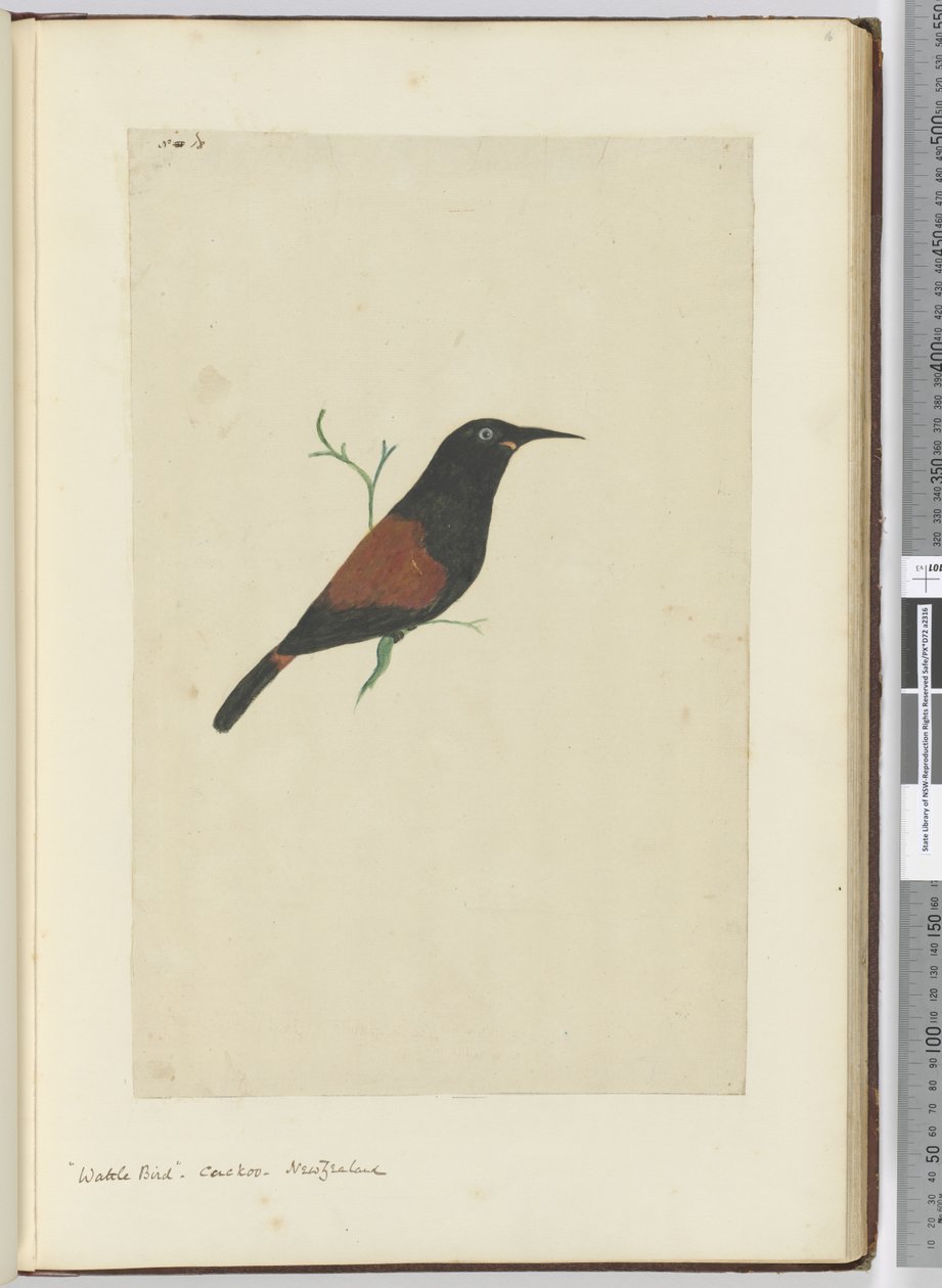 Wattle Bird. Cuckoo. New Zealand, 1772-75 by Isaac Smith