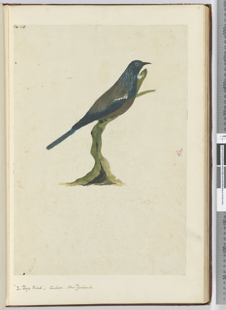 The Poya Bird, Cuckoo. New Zealand, 1772-75 by Isaac Smith