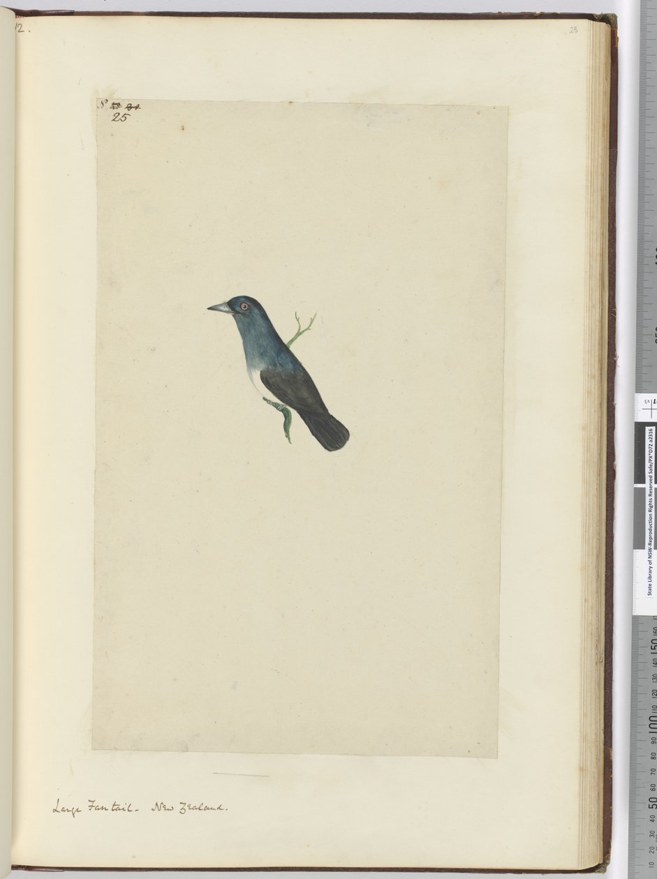 Large Fantail. New Zealand, 1772-75 by Isaac Smith