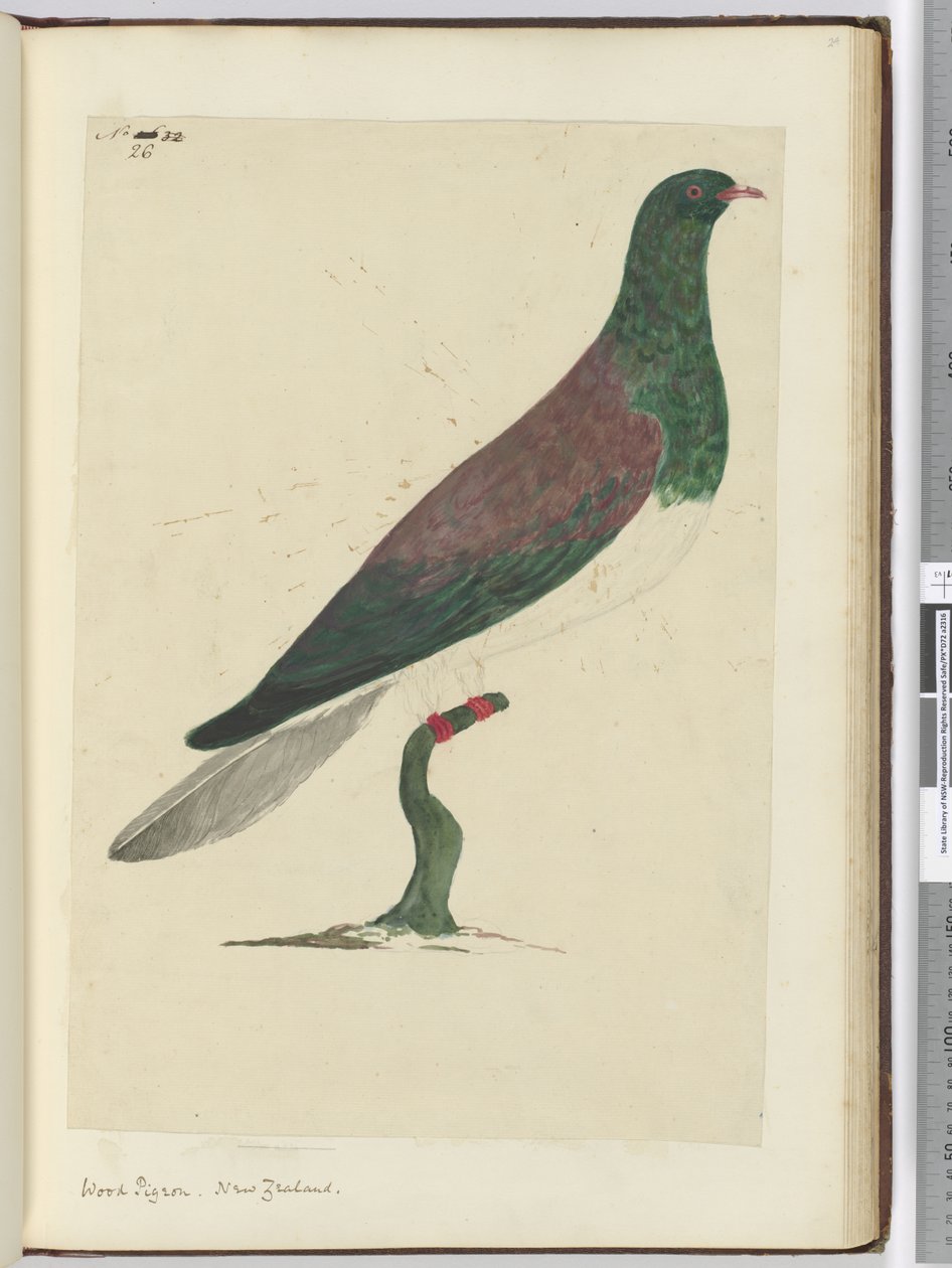 Wood Pigeon. New Zealand, 1772-75 by Isaac Smith