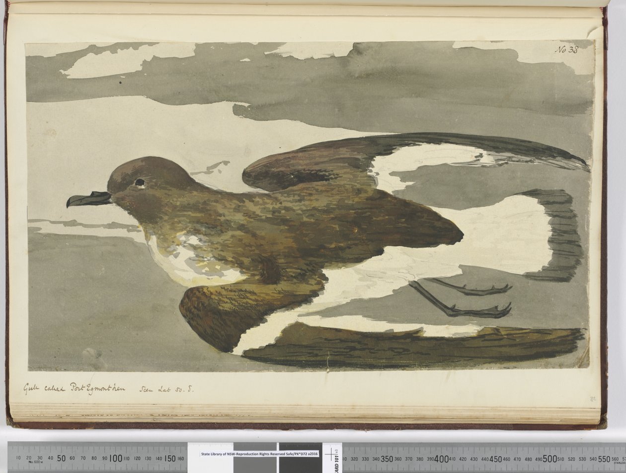Gull Called Port Egmont Hen. Seen Lat. 50 S., 1772-75 by Isaac Smith