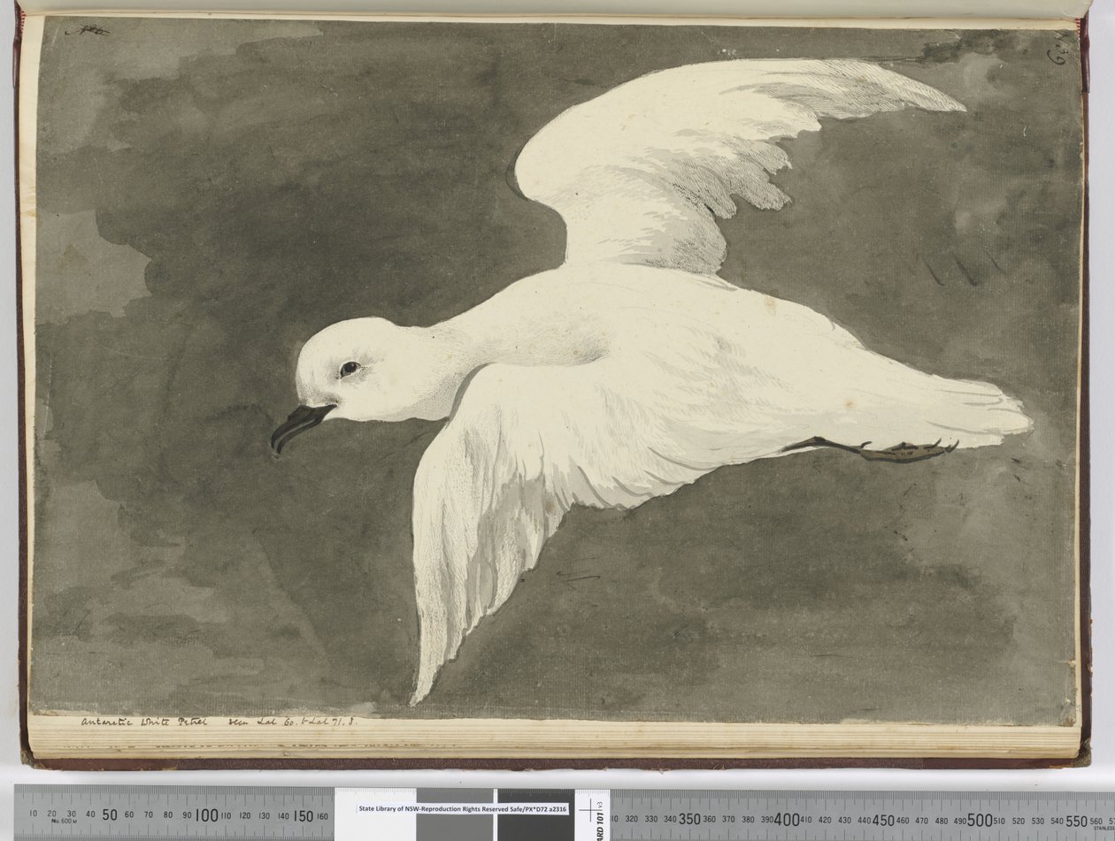 Antarctic White Petrel. Seen Lat. 60 to Lat. 71 S., 1772-75 by Isaac Smith