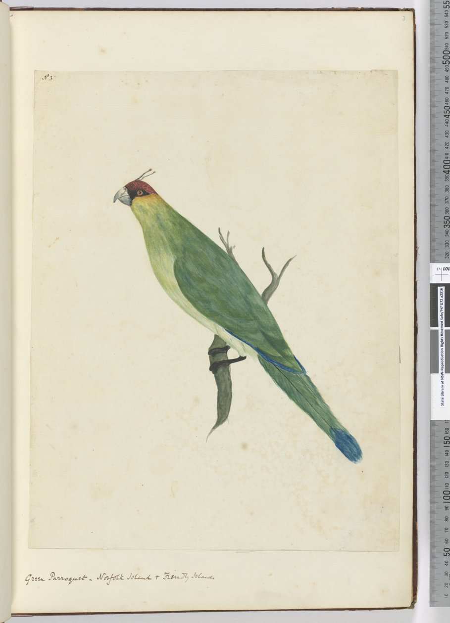 Green Parroquet. Norfolk Island & Friendly Islands, 1772-75 by Isaac Smith
