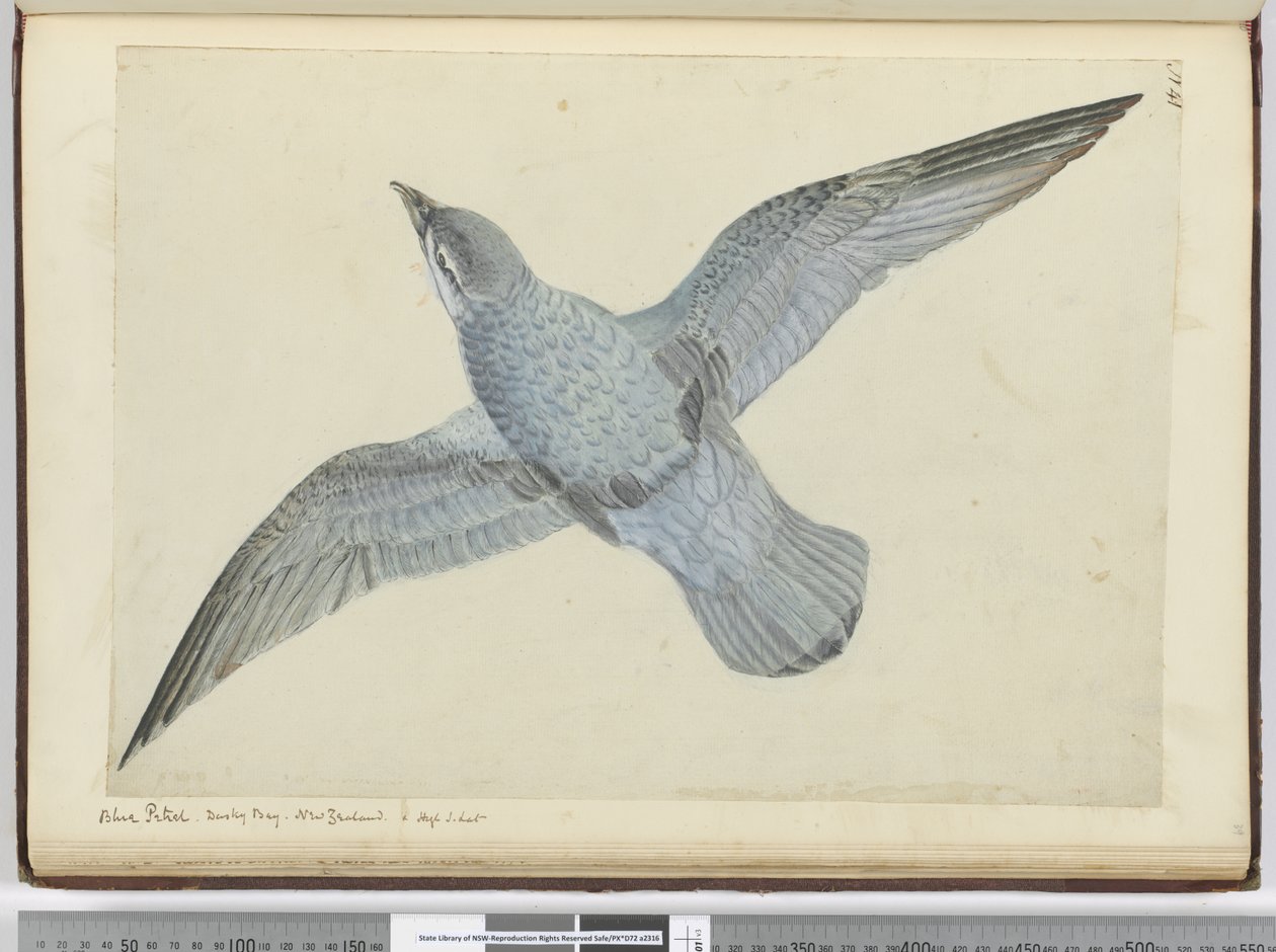 Blue Petrel. Dusky Bay New Zealand. In High S. Lat., 1772-75 by Isaac Smith