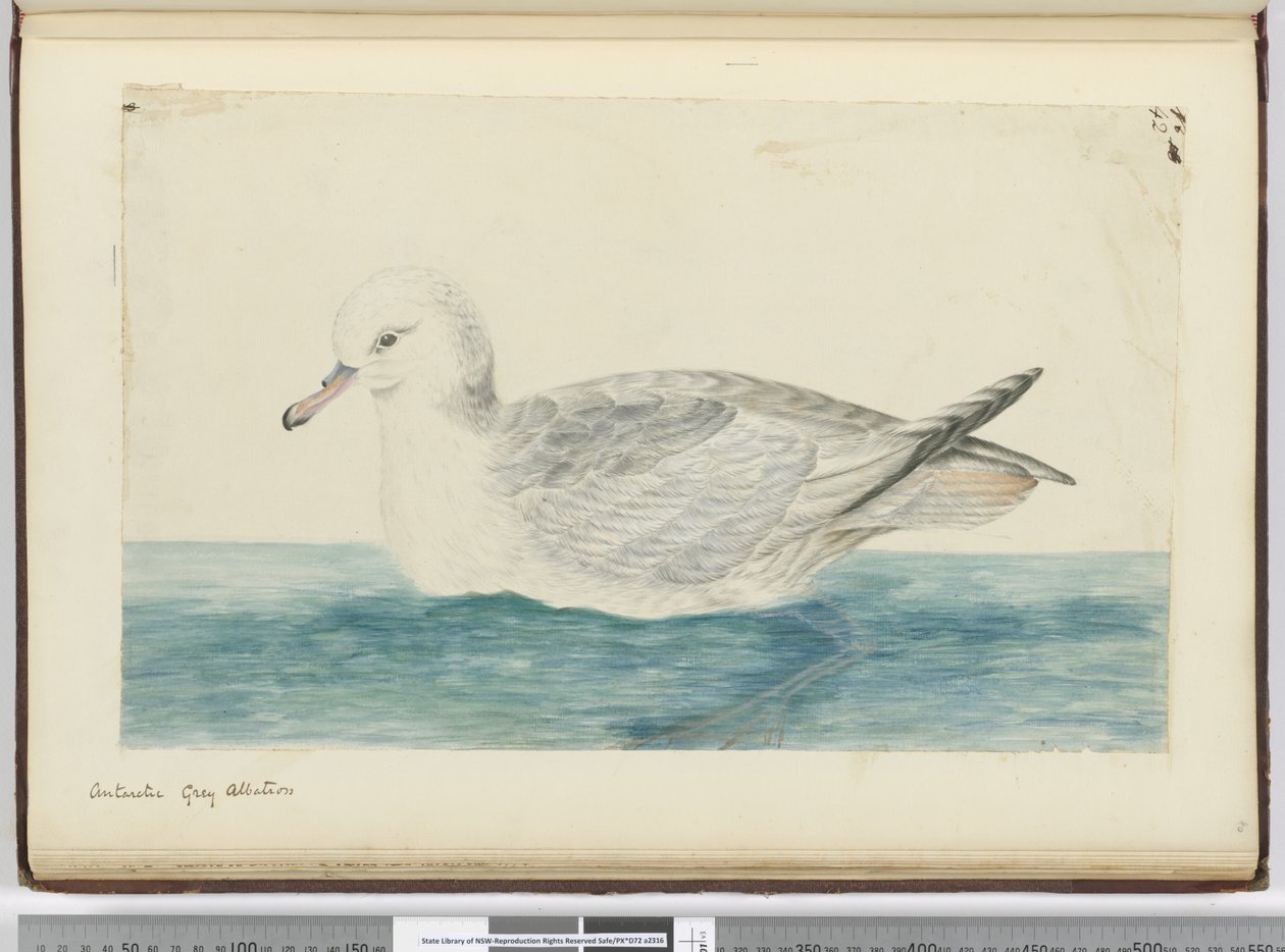 Antarctic Grey Albatross, 1772-75 by Isaac Smith