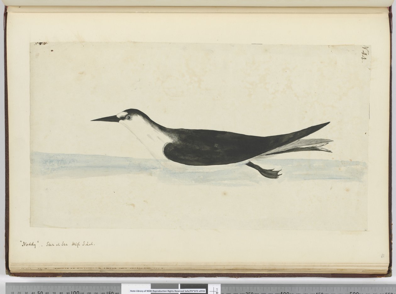Noddy. Seen at Sea High S. Lat., 1772-75 by Isaac Smith