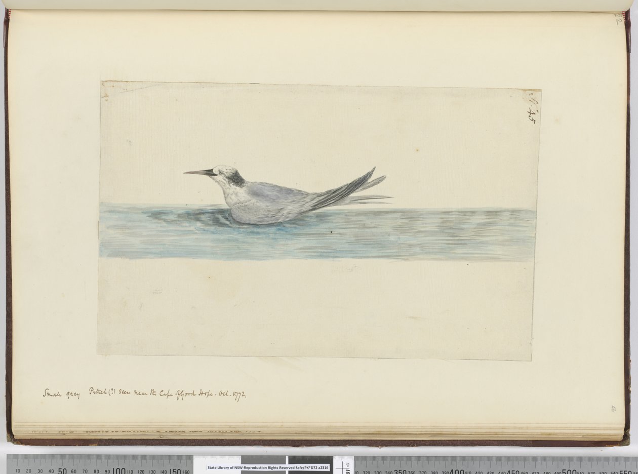 Small Grey Petrel(?) Seen Near the Cape of Good Hope. Oct. 1772, 1772-75 by Isaac Smith