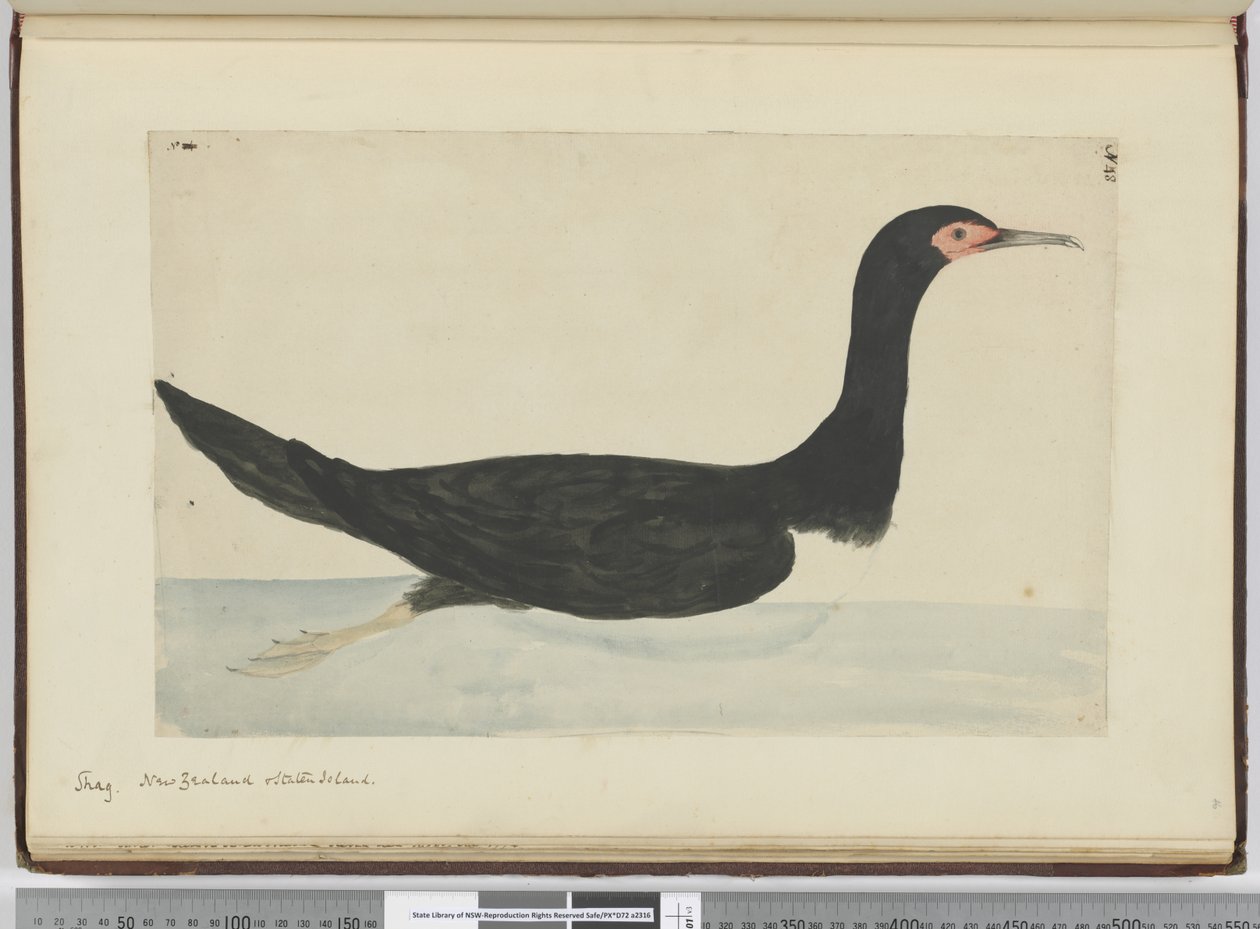 Shag. New Zealand & Staten Island, 1772-75 by Isaac Smith