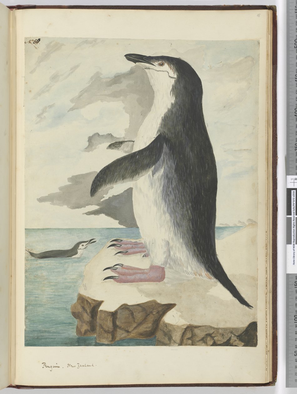 Penguin. New Zealand, 1772-75 by Isaac Smith
