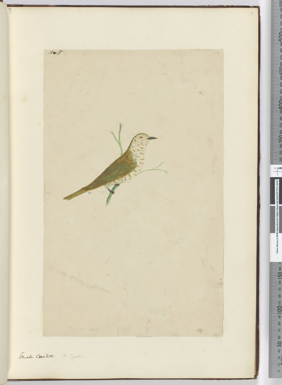 Small Cuckoo. New Zealand, 1772-75 by Isaac Smith