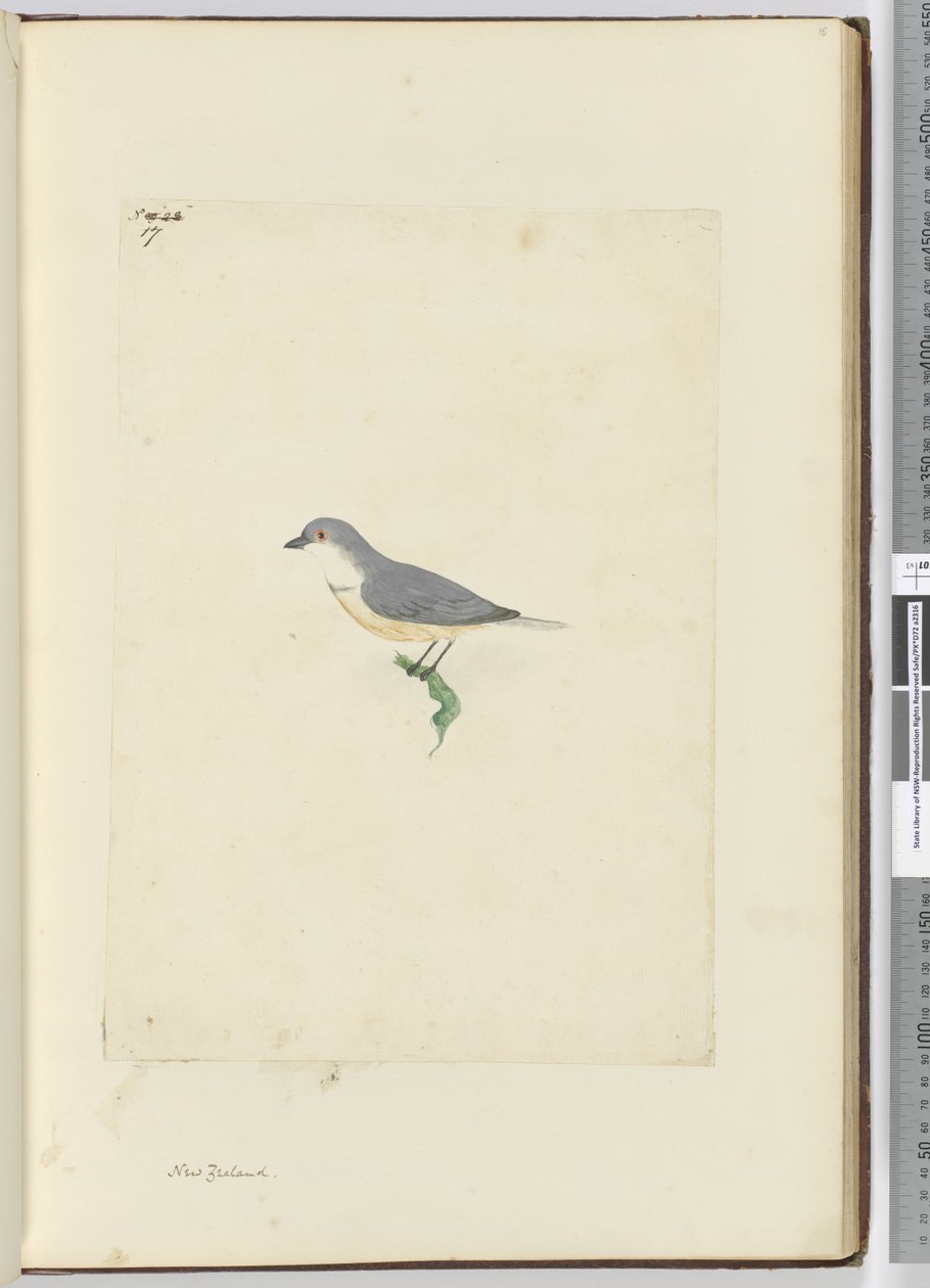 Unidentified New Zealand Bird, 1772-75 by Isaac Smith