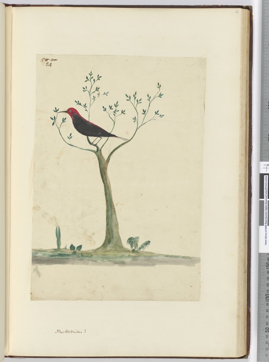 New Hebrides ?, 1772-75 by Isaac Smith