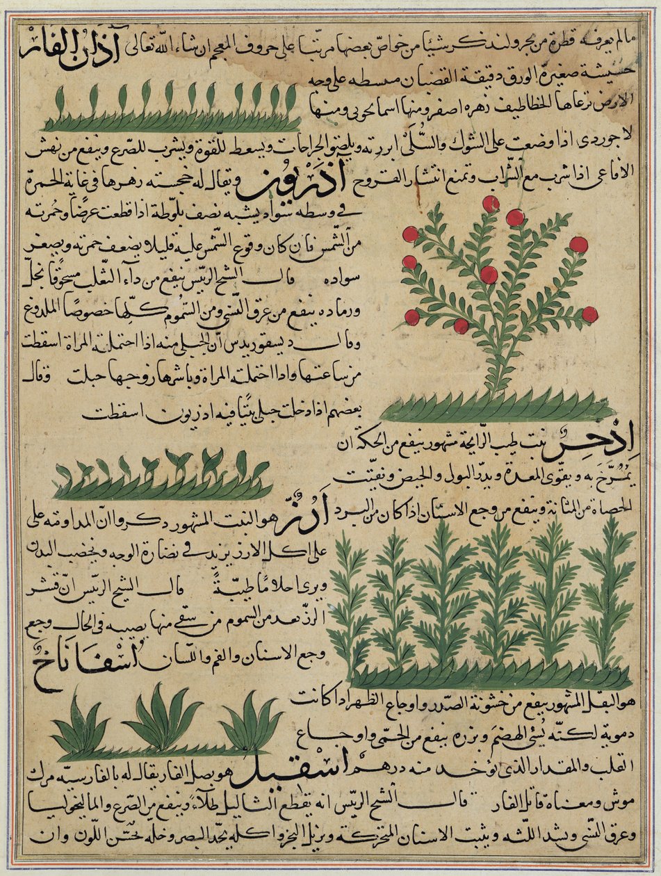 Botanical plants, illustration from 'The Wonders of the Creation and ...