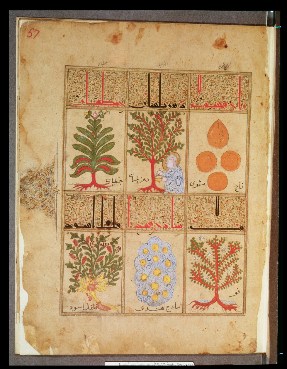 Medicinal plants for the theriac, from Treatise of Theriac after Galen, 1217 by Islamic School