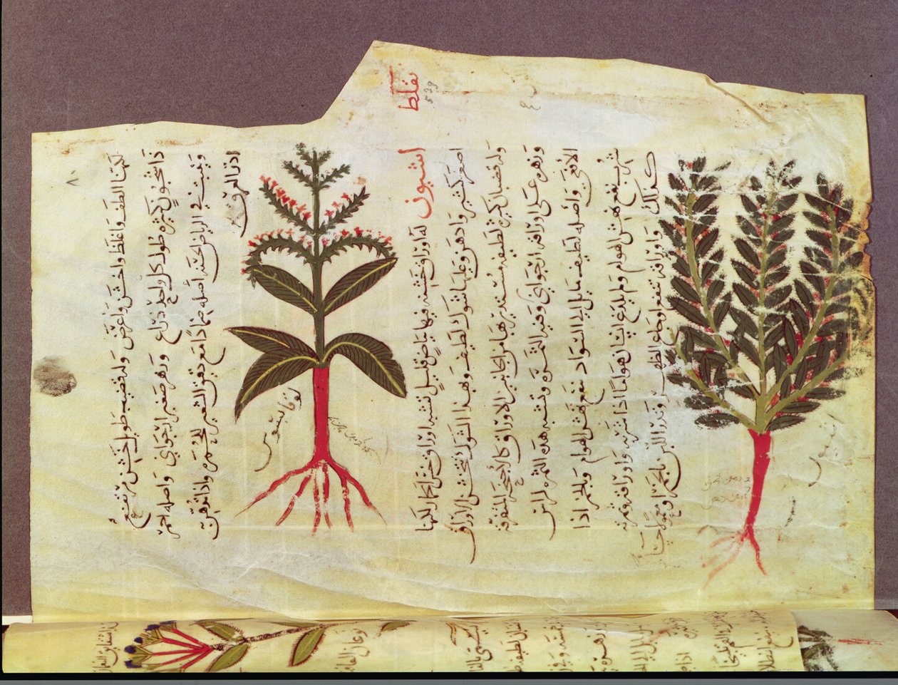 Plants from a treatise by Dioscorides, 13th century by Islamic School