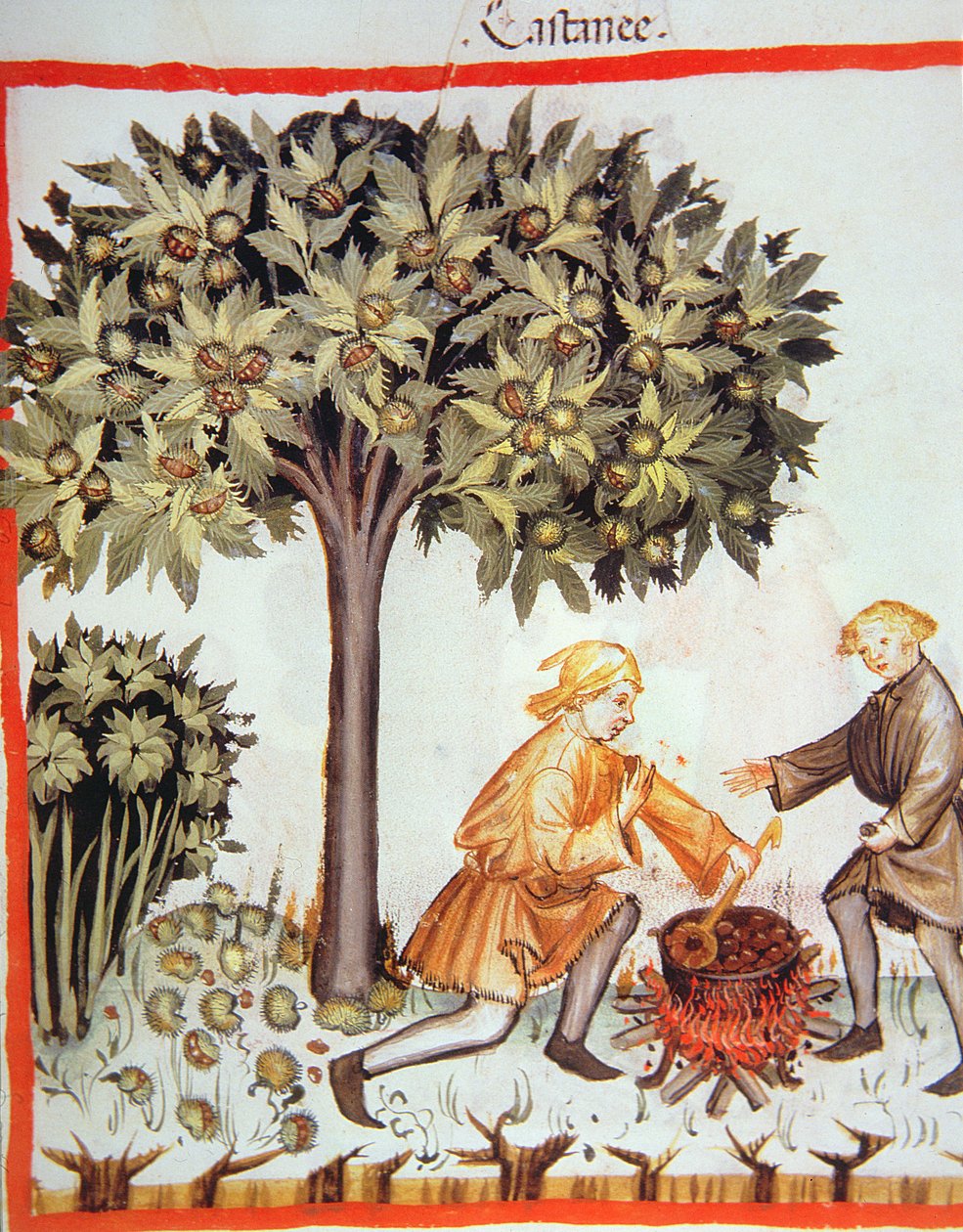 Harvesting and Cooking Chestnuts, from Tacuinum Sanitatis Codex Vindobonensis by Italian School