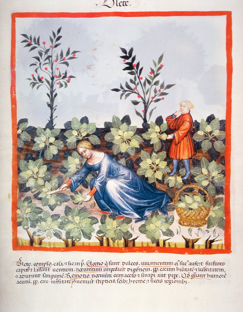Harvesting Chinese Leaves, from Tacuinum Sanitatis by Italian School