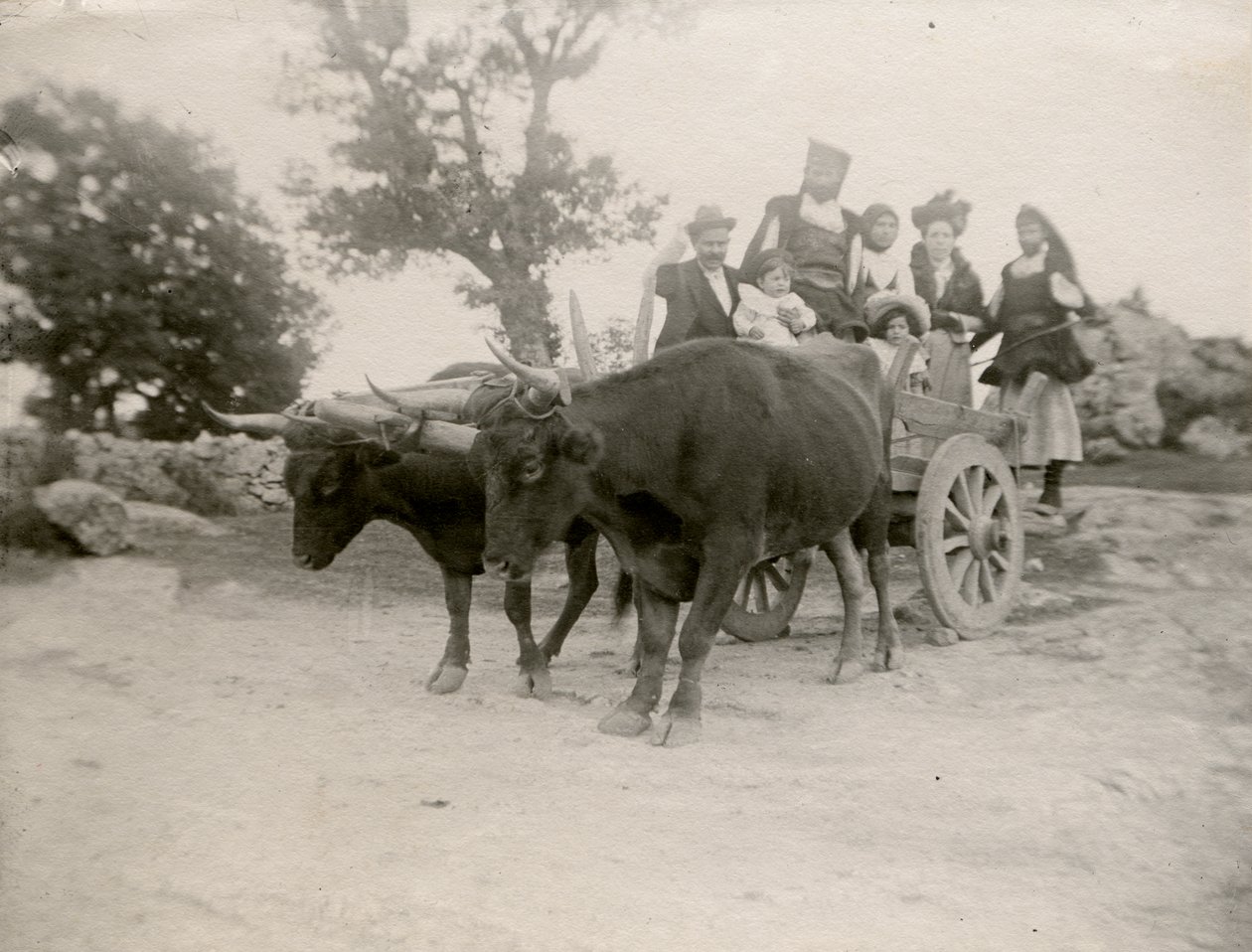Family on Ox-Drawn Cart, Sardinia, Italy, ca 1910 by Italian Photographer