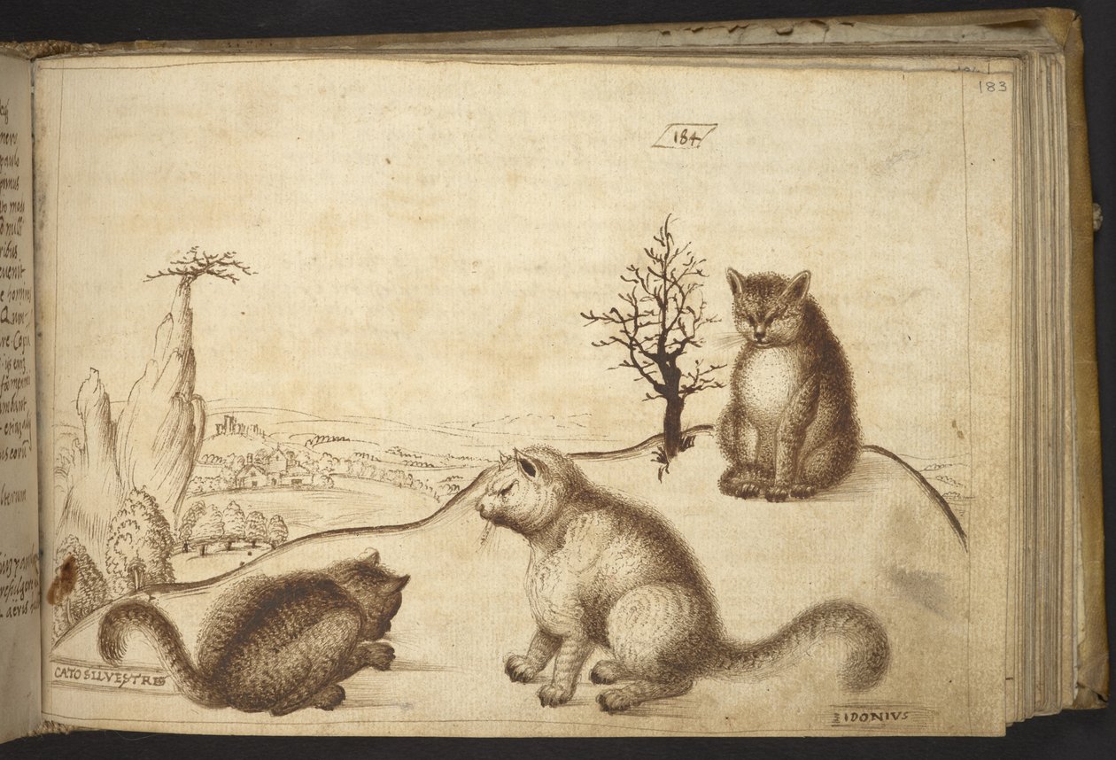 Wild cats (