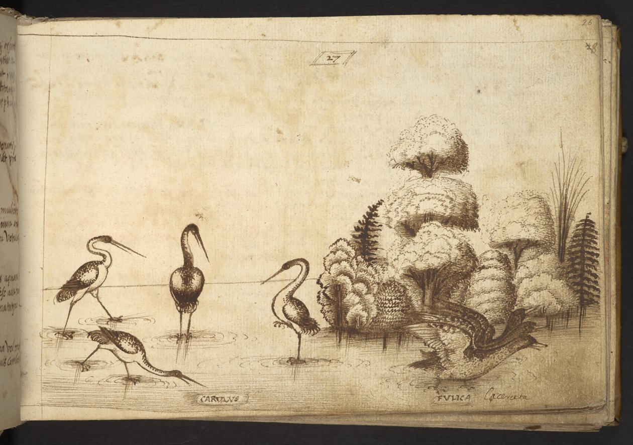 Add. 82955, f.26 Wading birds (