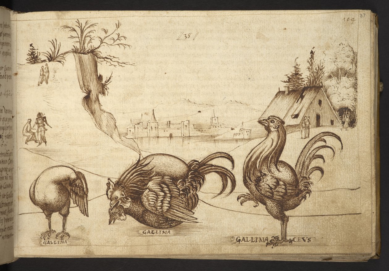 Chickens (