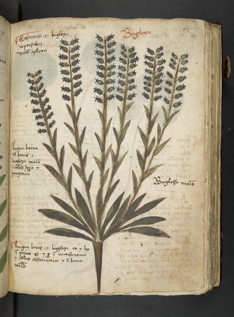 A herbal, Belluno by Italian School