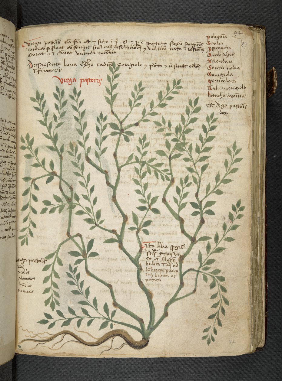 A herbal, Belluno by Italian School