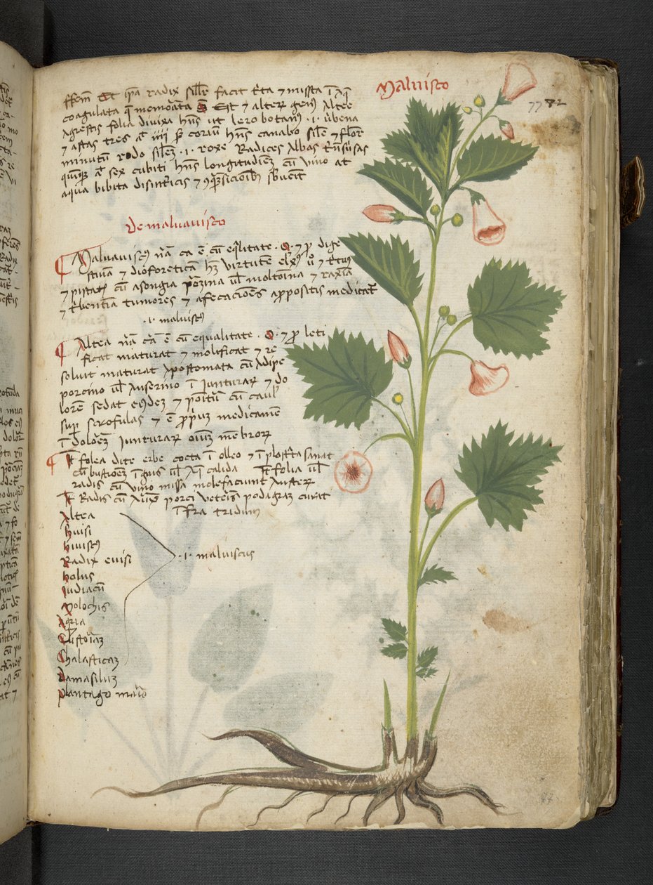 A herbal, Belluno by Italian School