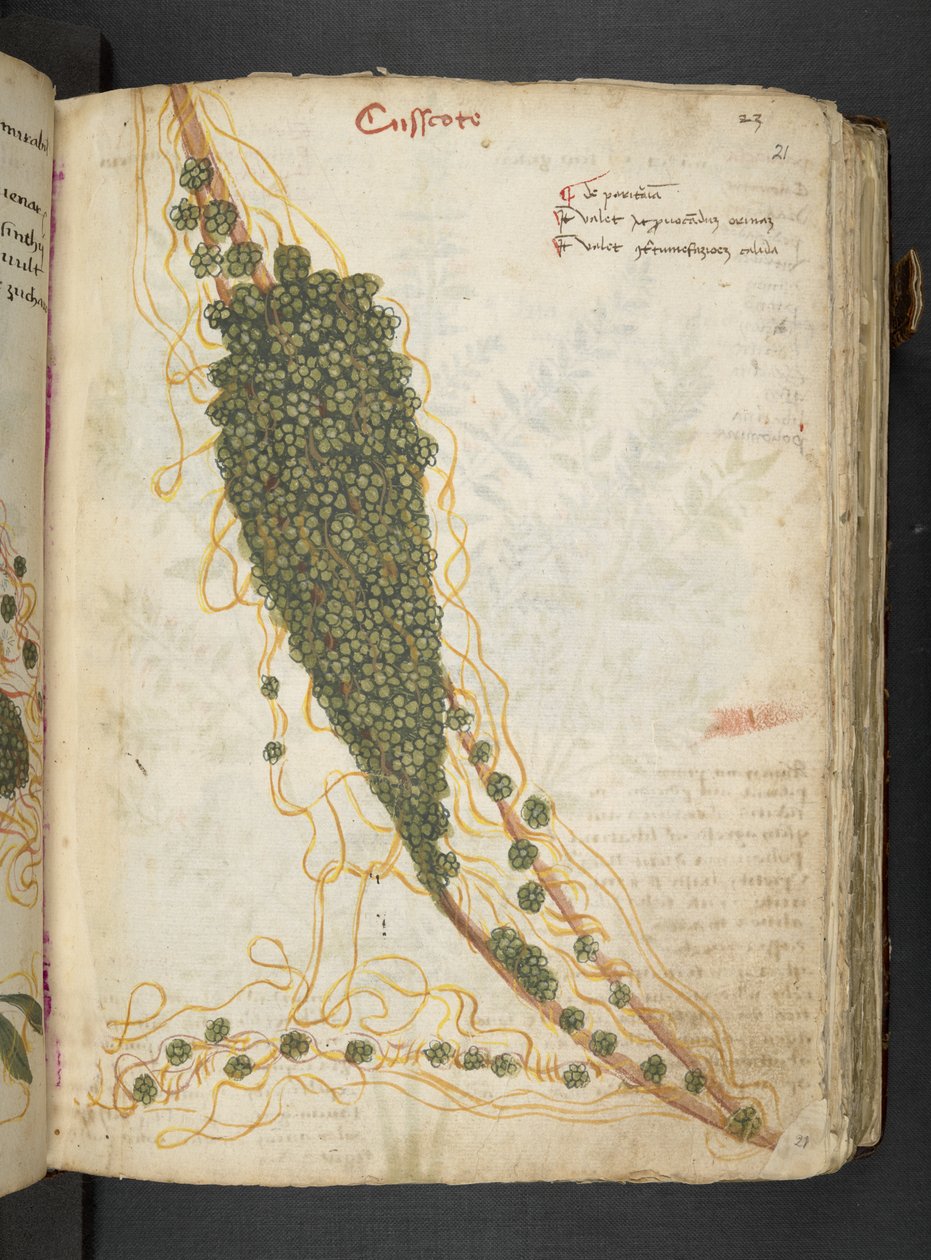 A herbal, Belluno by Italian School