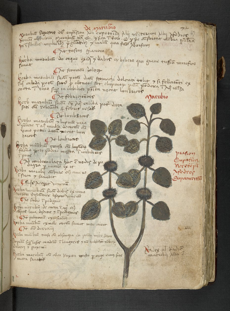 A herbal, Belluno by Italian School