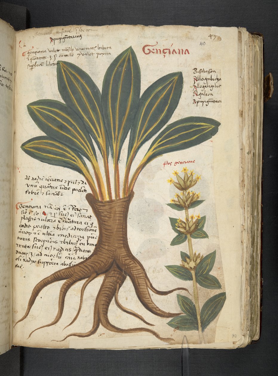 A herbal, Belluno by Italian School