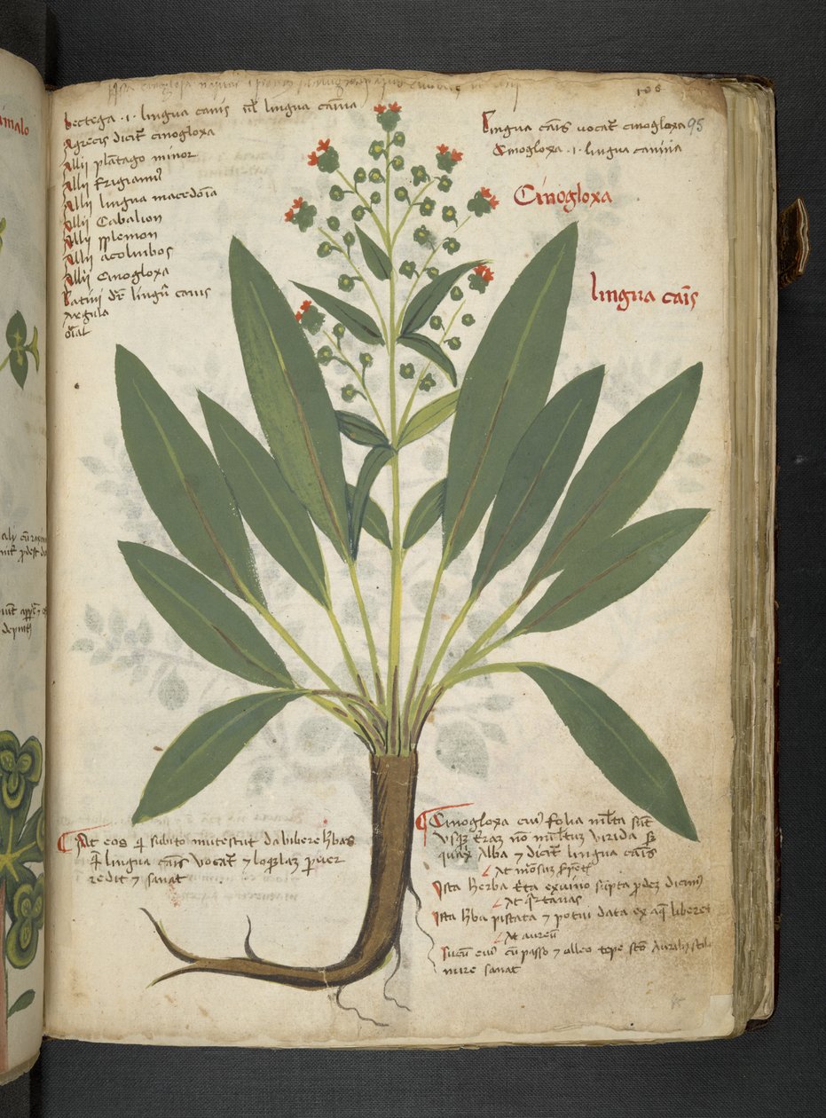 A herbal, Belluno by Italian School