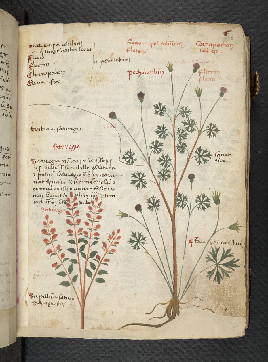 A Herbal, Belluno by Italian School