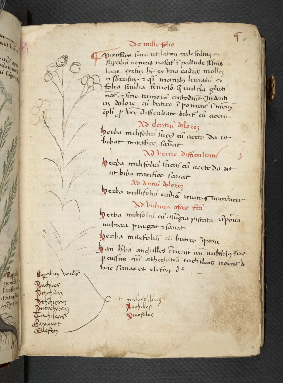 A Herbal, Belluno by Italian School