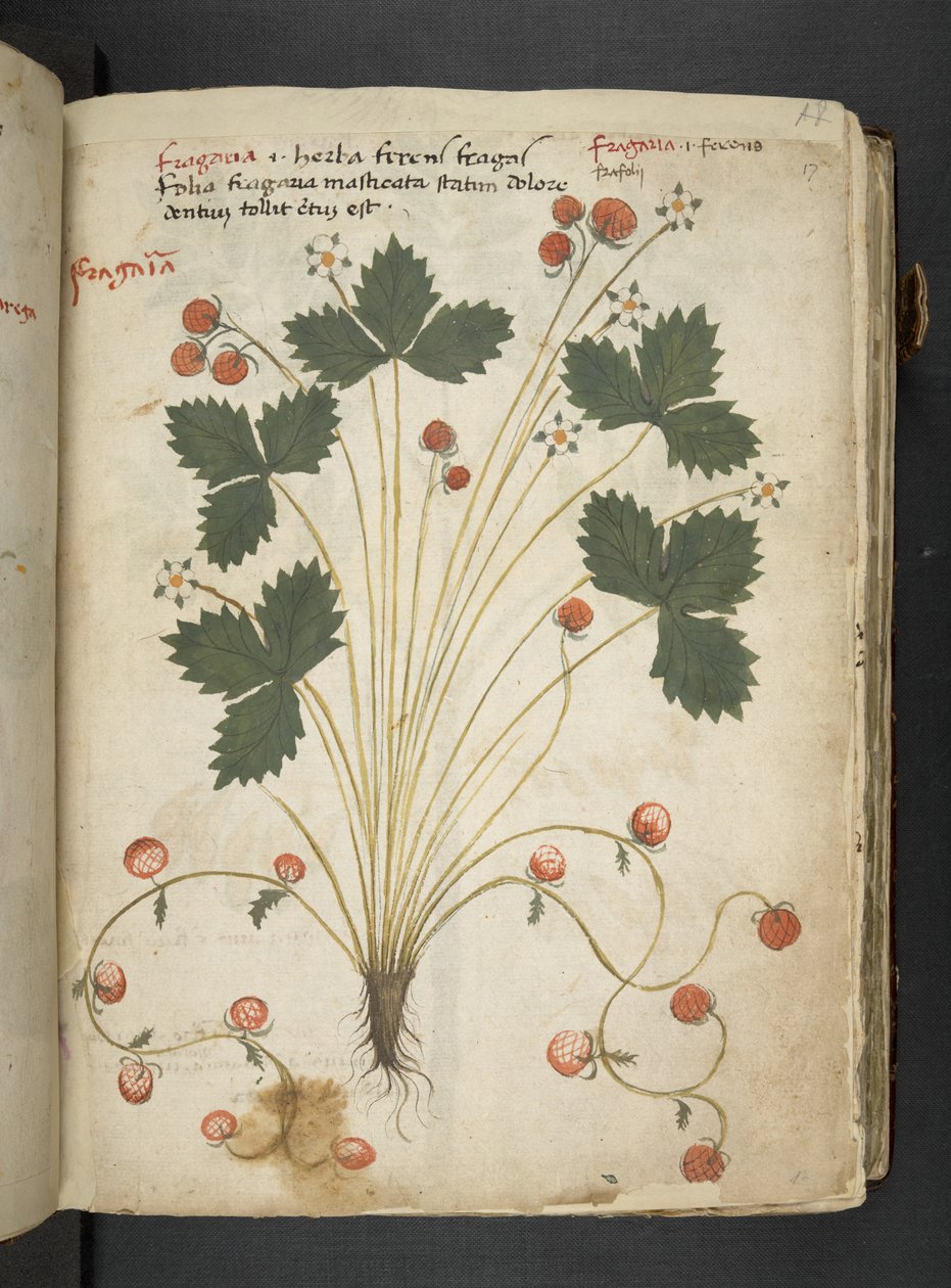 A Herbal, Belluno by Italian School