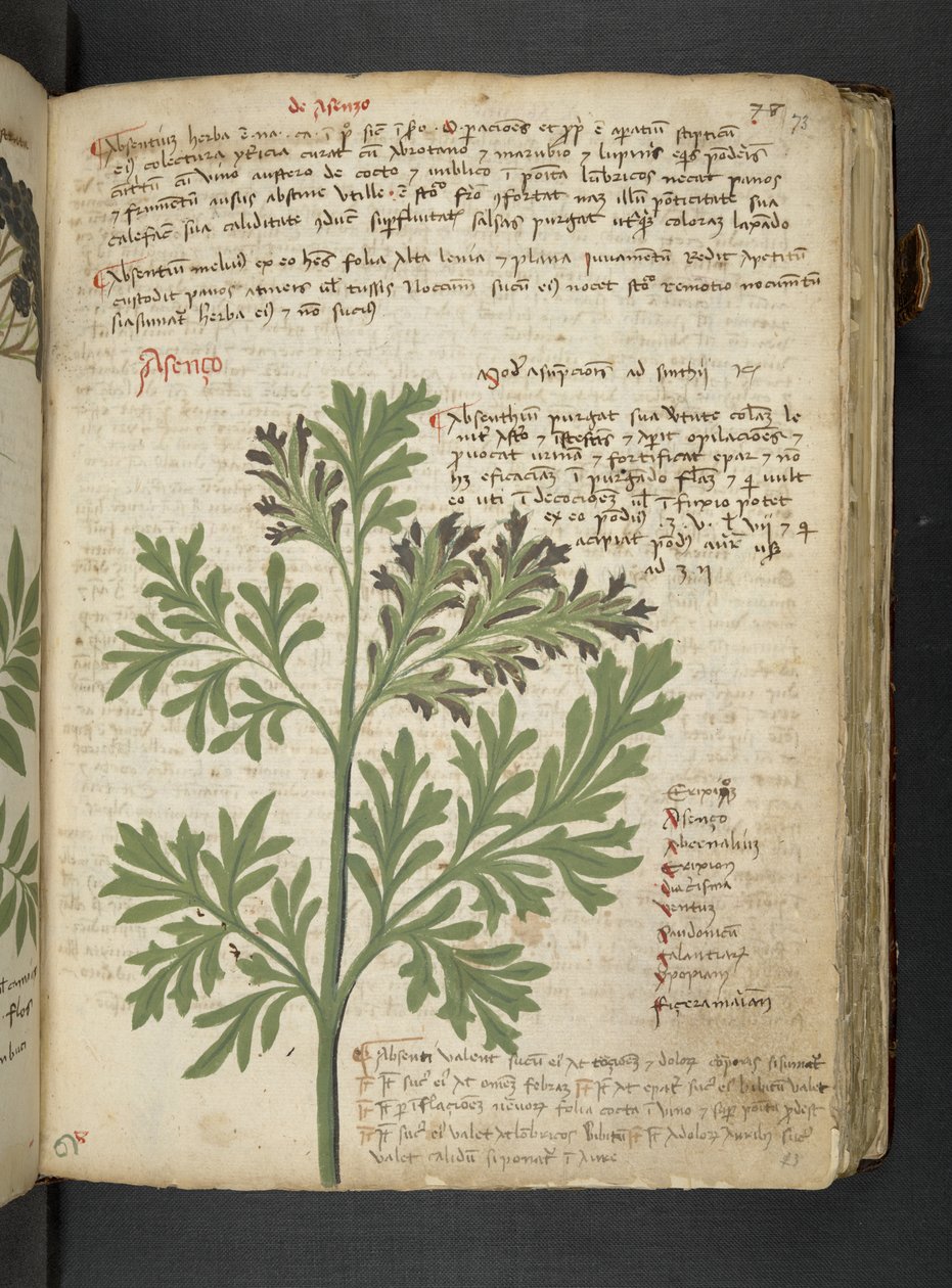 A Herbal, Belluno by Italian School