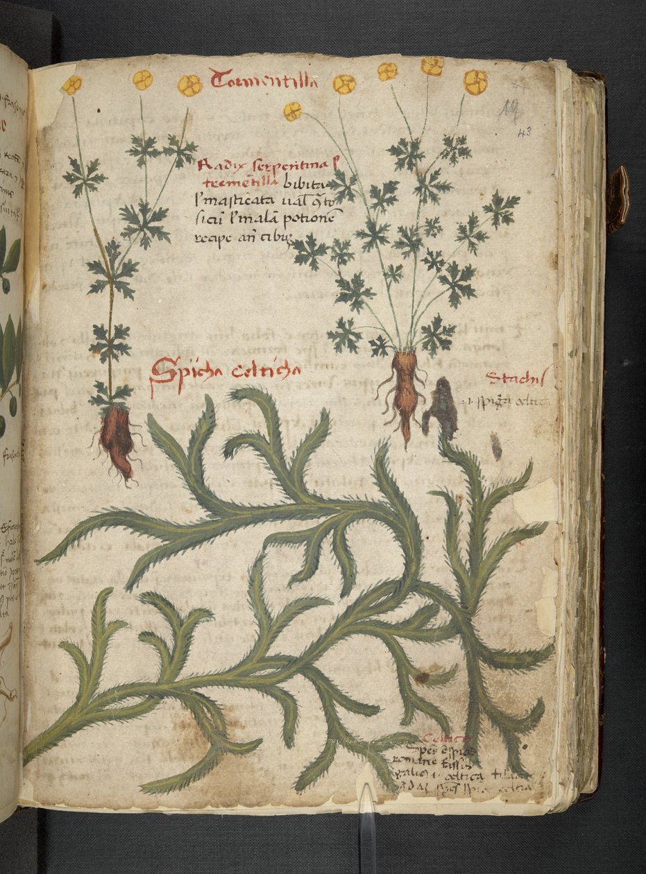 A Herbal, Belluno by Italian School