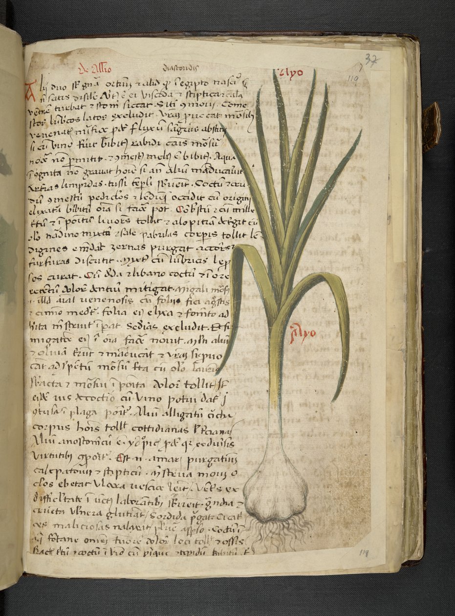 De Allio, A Herbal, Belluno by Italian School