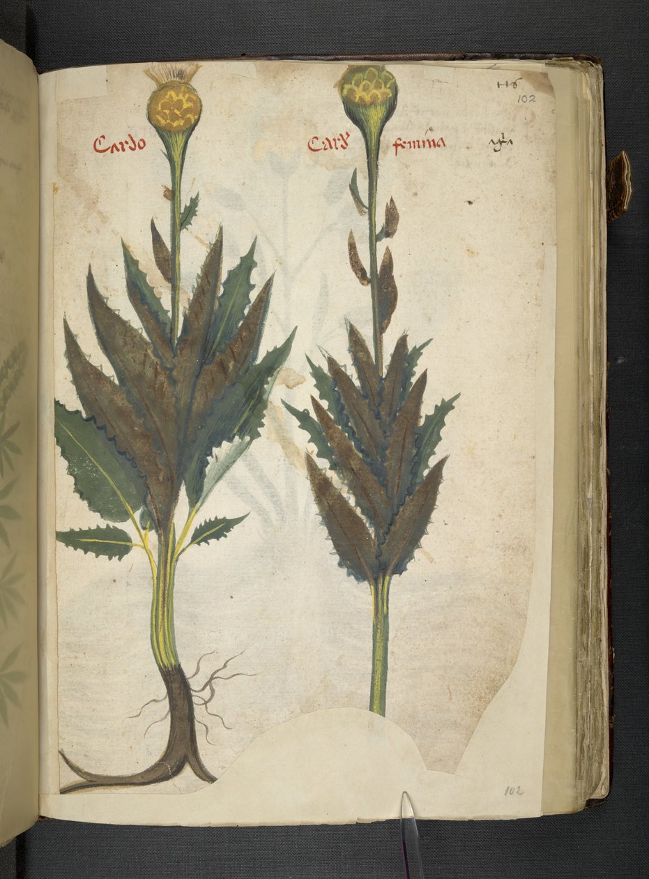 Cardo, A Herbal, Belluno by Italian School