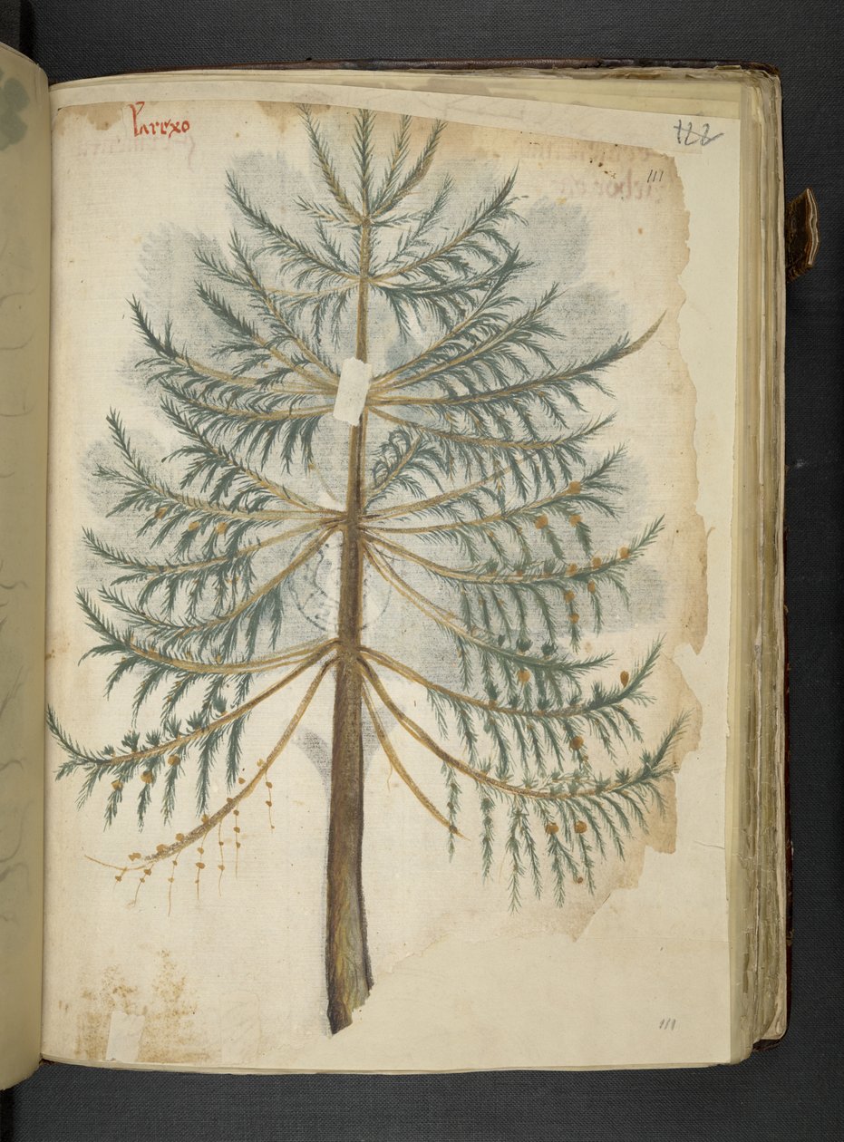 A Herbal, Belluno by Italian School