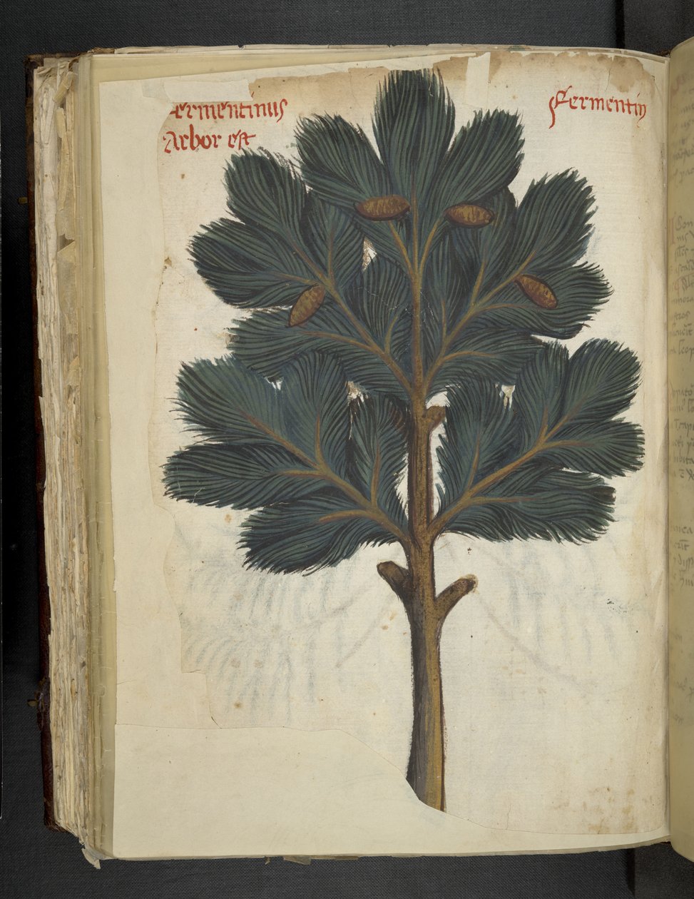 Pine, from 