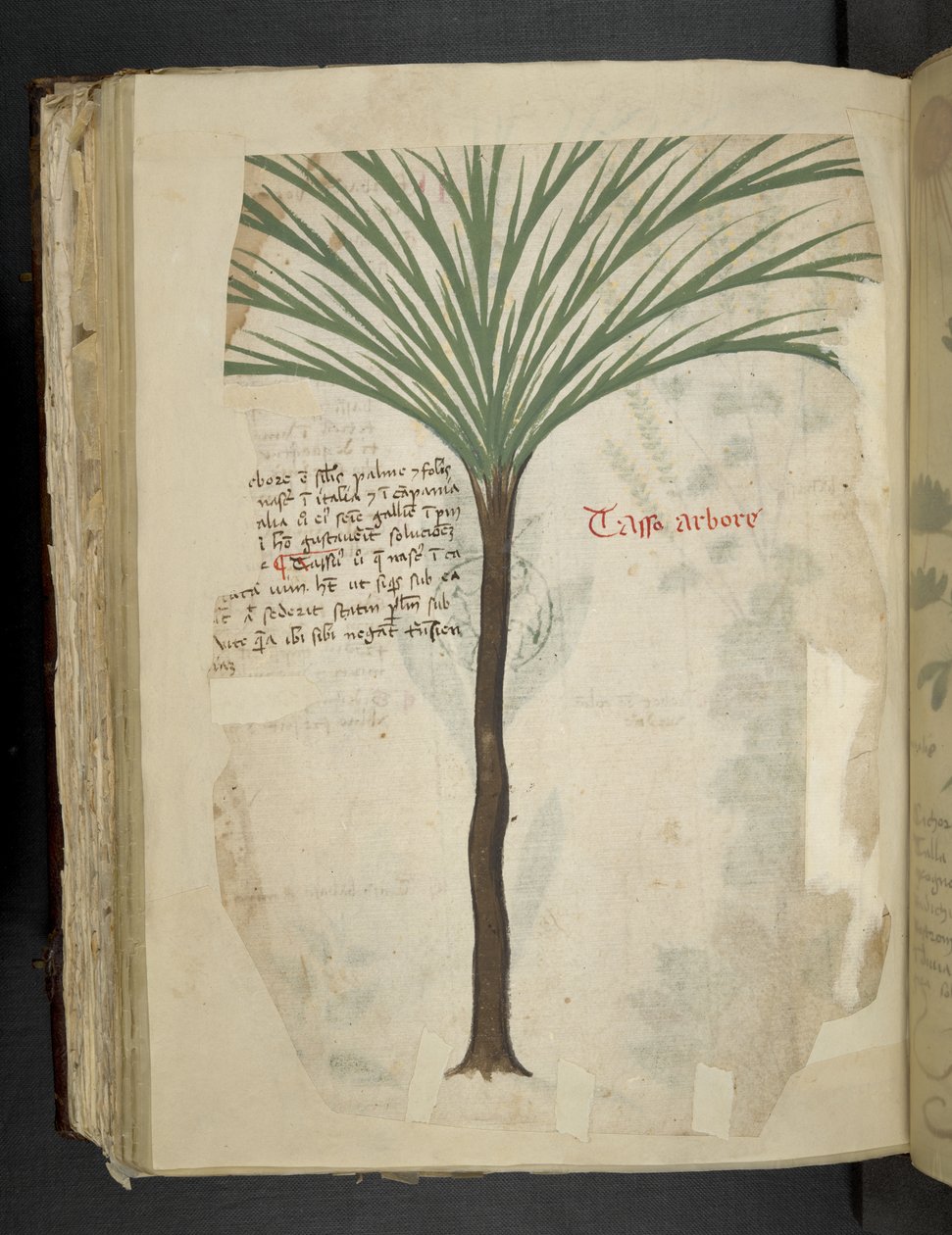 Tarro Arboro, from 