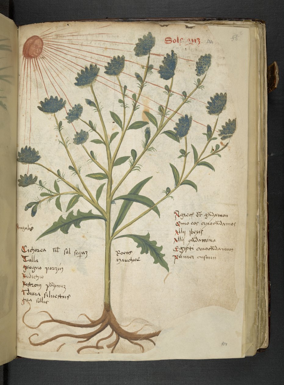 A Herbal, Belluno (detail) by Italian School