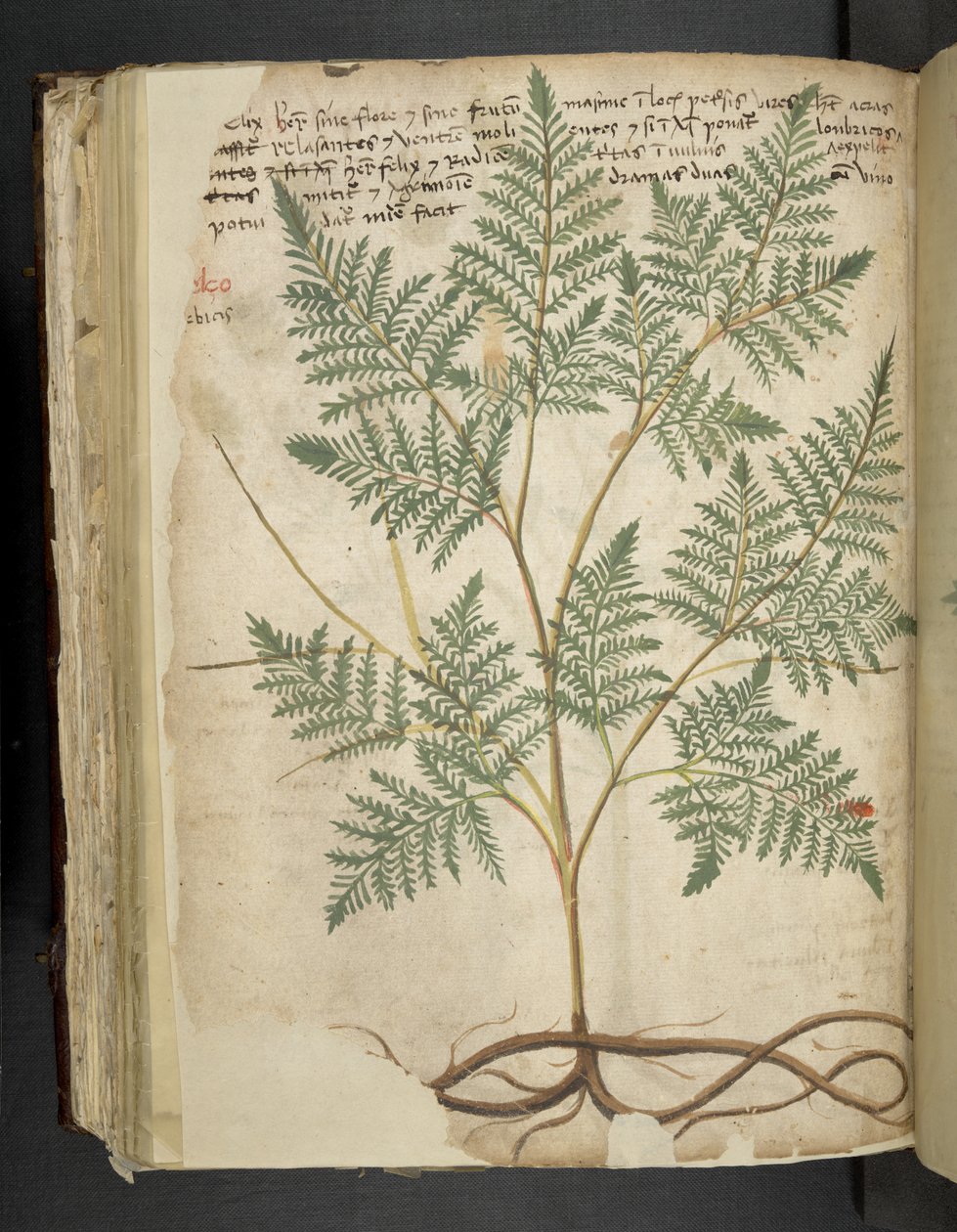 A Herbal, Belluno by Italian School