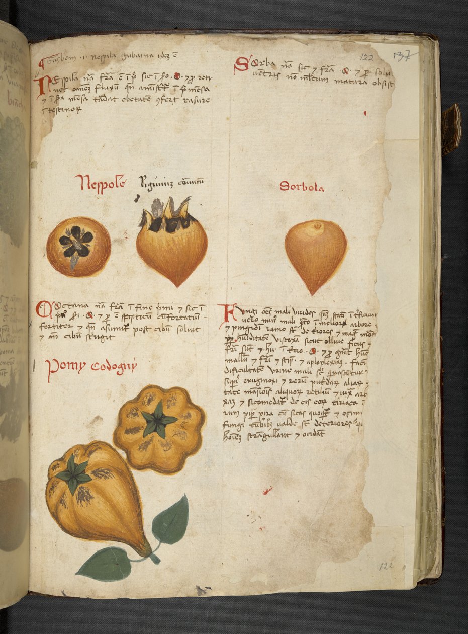 Pere Cotogne and Sorbo, from 